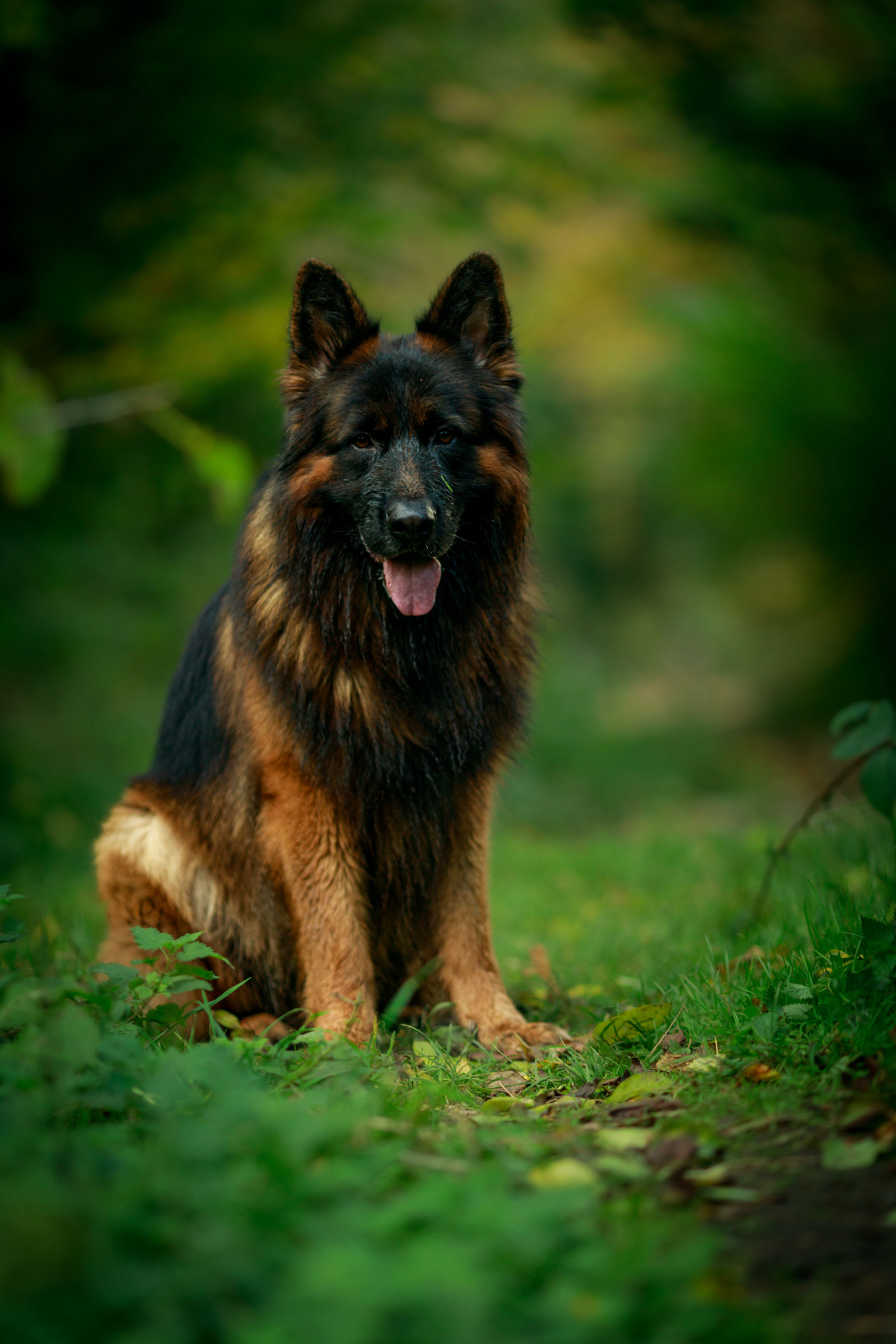 TopGSD German Shepherd