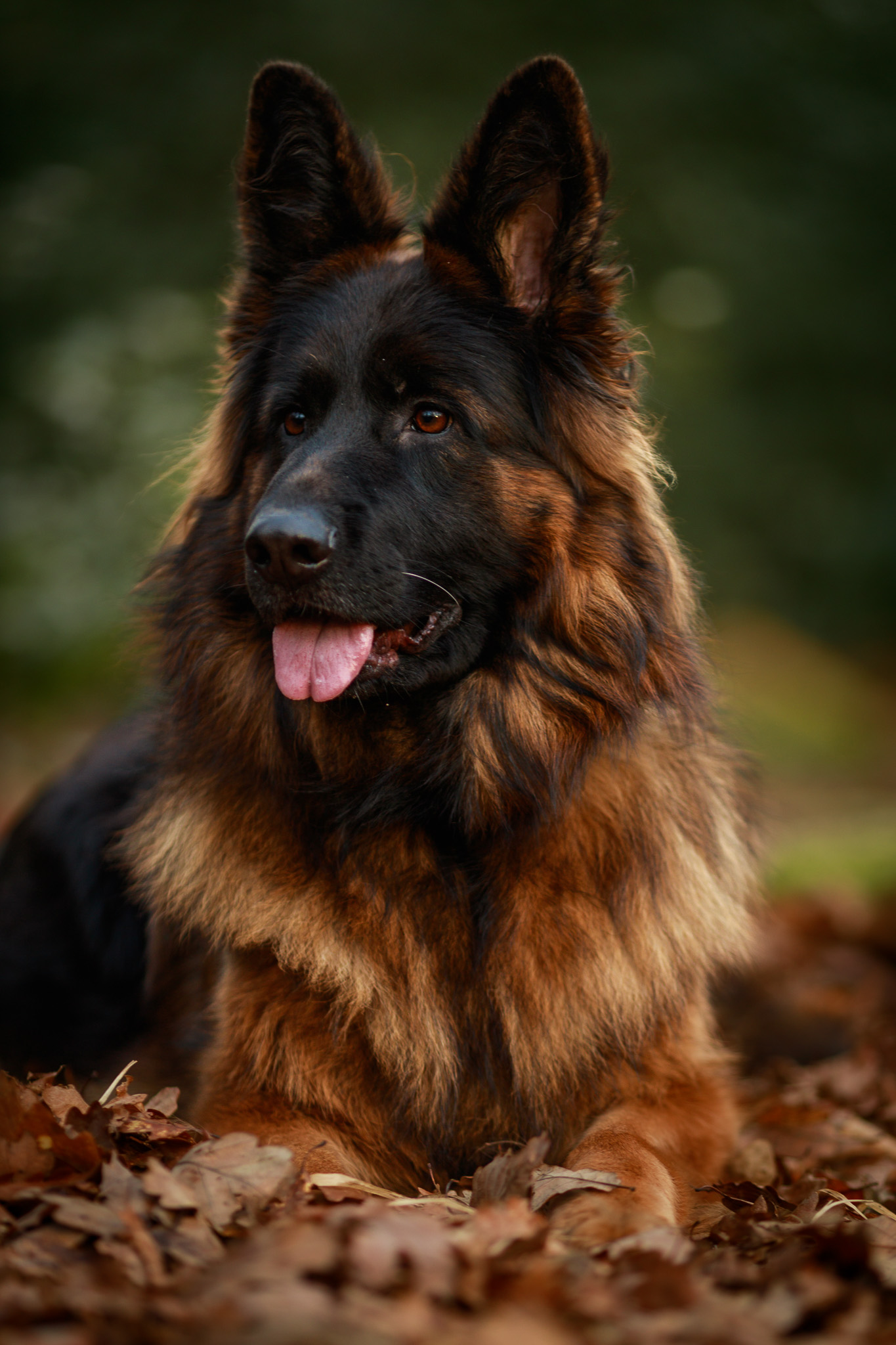 TopGSD German Shepherd